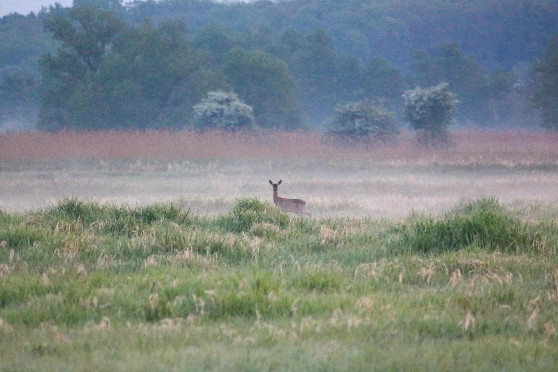 Chevreuil dans la brume du matin, à la lisière d’une prairie humide.